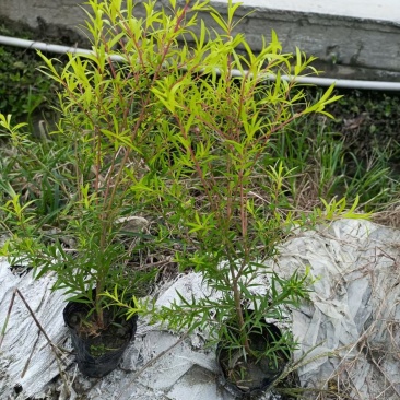 红千层各规格齐全自家基地苗圃货物美价廉量大从优欢迎选购