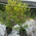 红千层各规格齐全自家基地苗圃货物美价廉量大从优欢迎选购