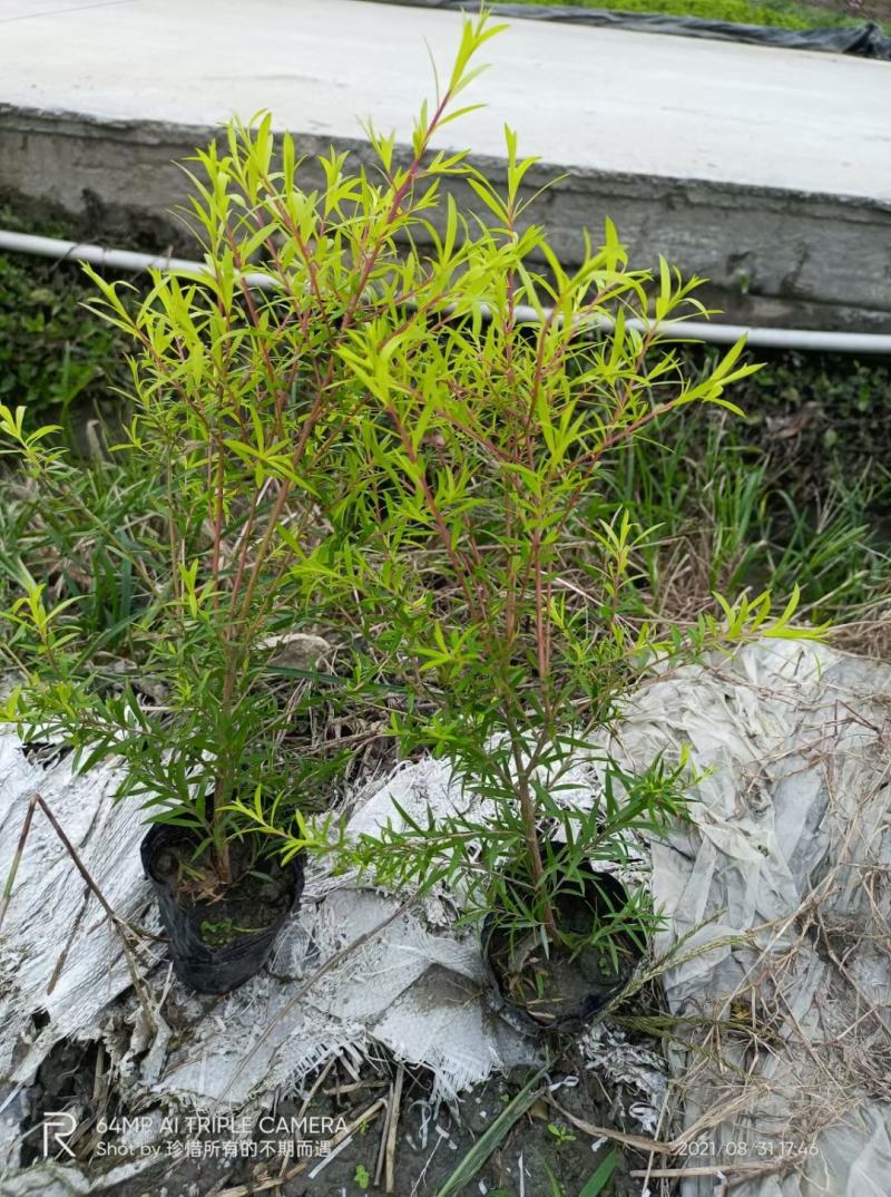红千层各规格齐全自家基地苗圃货物美价廉量大从优欢迎选购