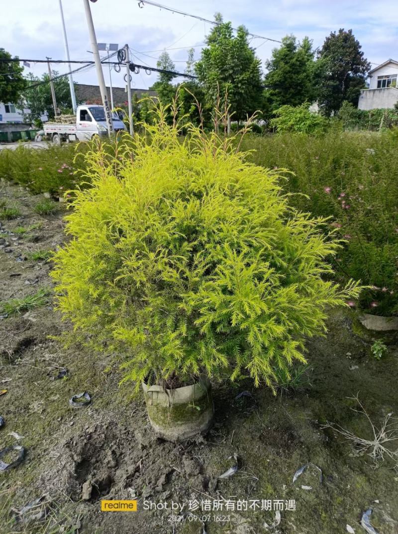 红千层各规格齐全自家基地苗圃货物美价廉量大从优欢迎选购