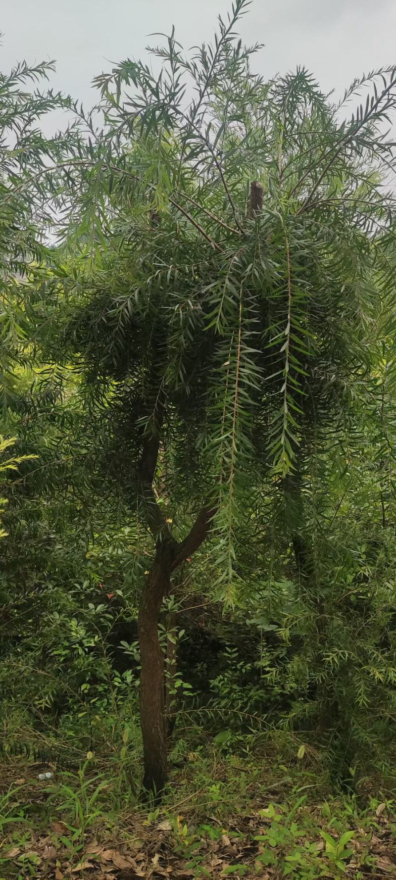 红千层各规格齐全自家基地苗圃货物美价廉量大从优欢迎选购