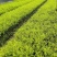 红千层各规格齐全自家基地苗圃货物美价廉量大从优欢迎选购