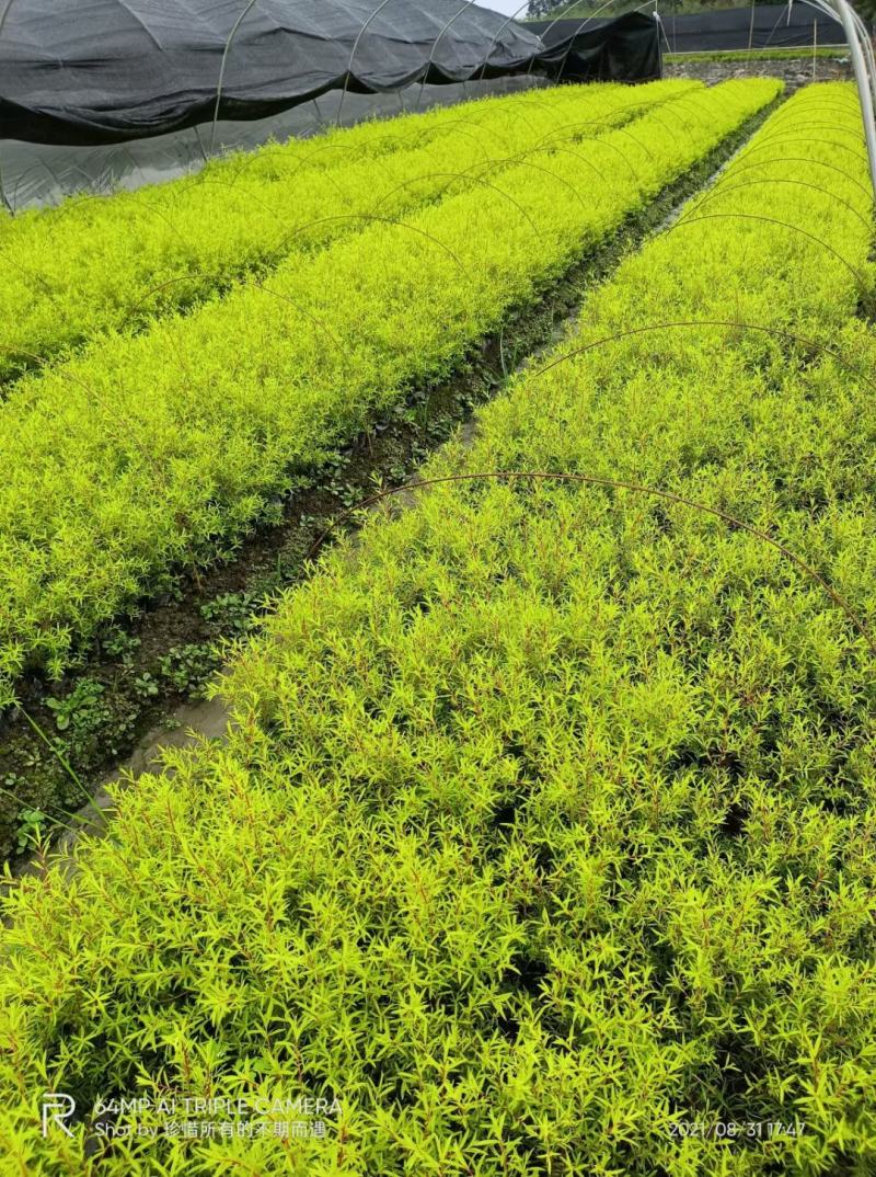 红千层各规格齐全自家基地苗圃货物美价廉量大从优欢迎选购