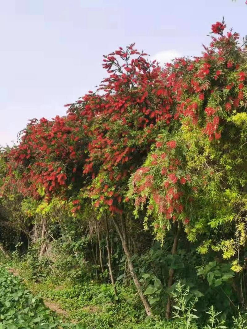 红千层各规格齐全自家基地苗圃货物美价廉量大从优欢迎选购