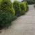 红千层各规格齐全自家基地苗圃货物美价廉量大从优欢迎选购