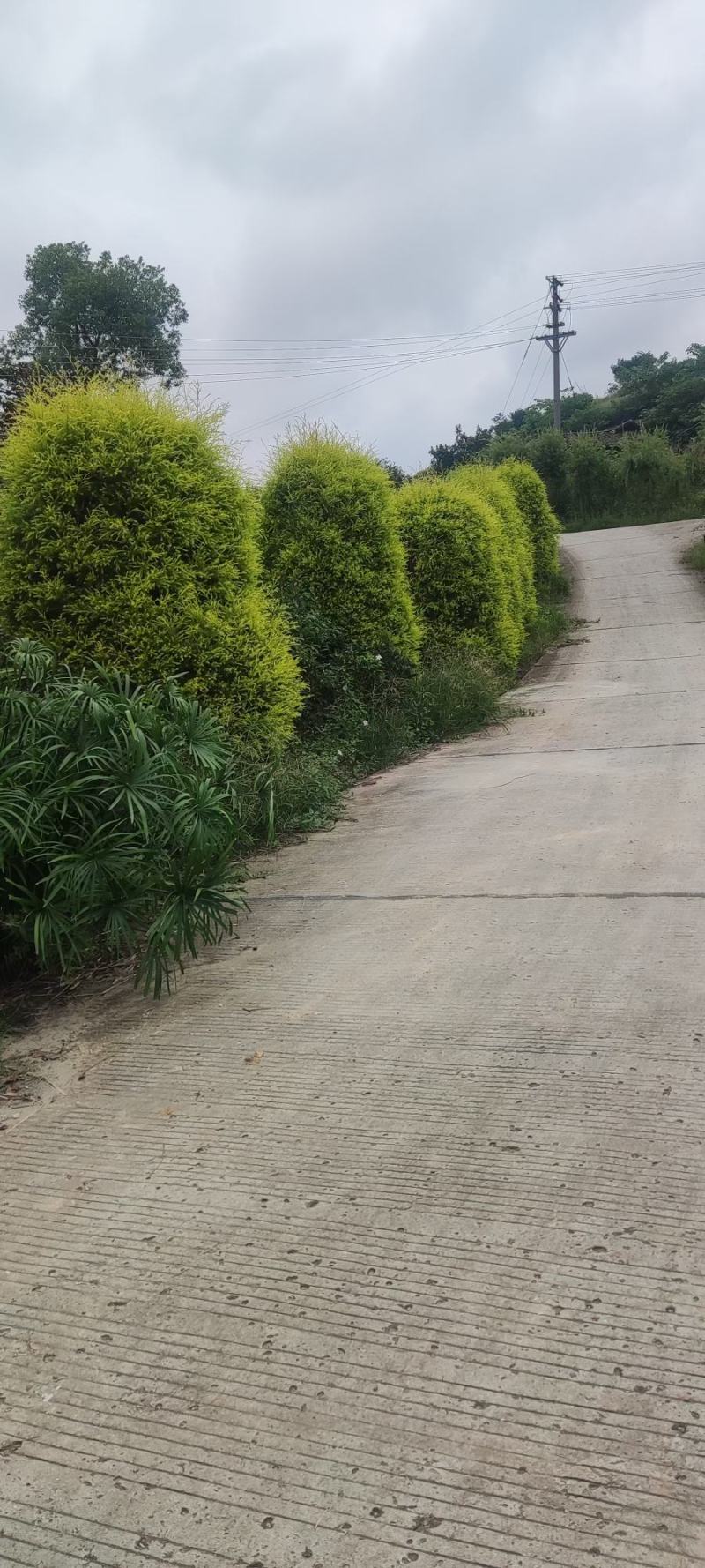 红千层各规格齐全自家基地苗圃货物美价廉量大从优欢迎选购