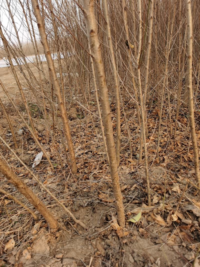 毛桃树苗小规格嫁接用0.5以上含1公分另有1-3公分