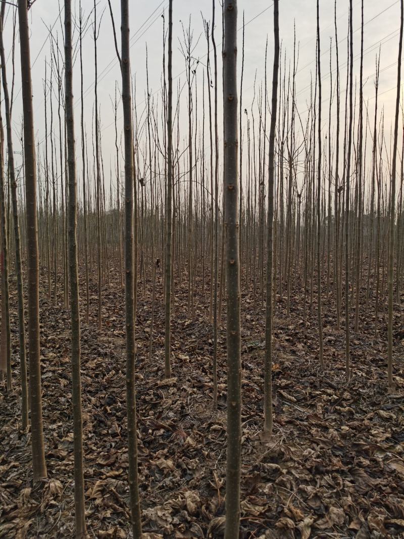 楸树苗【基地自供苗木】价格优惠，规格齐全