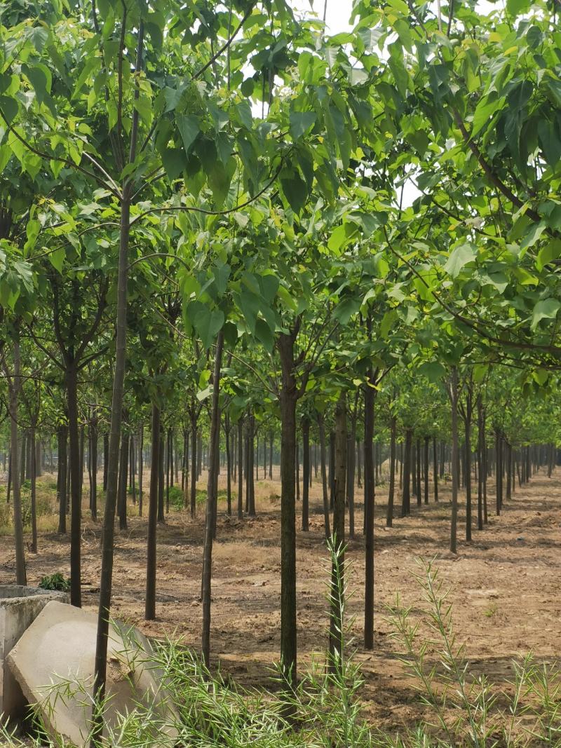 楸树苗【基地自供苗木】价格优惠，规格齐全