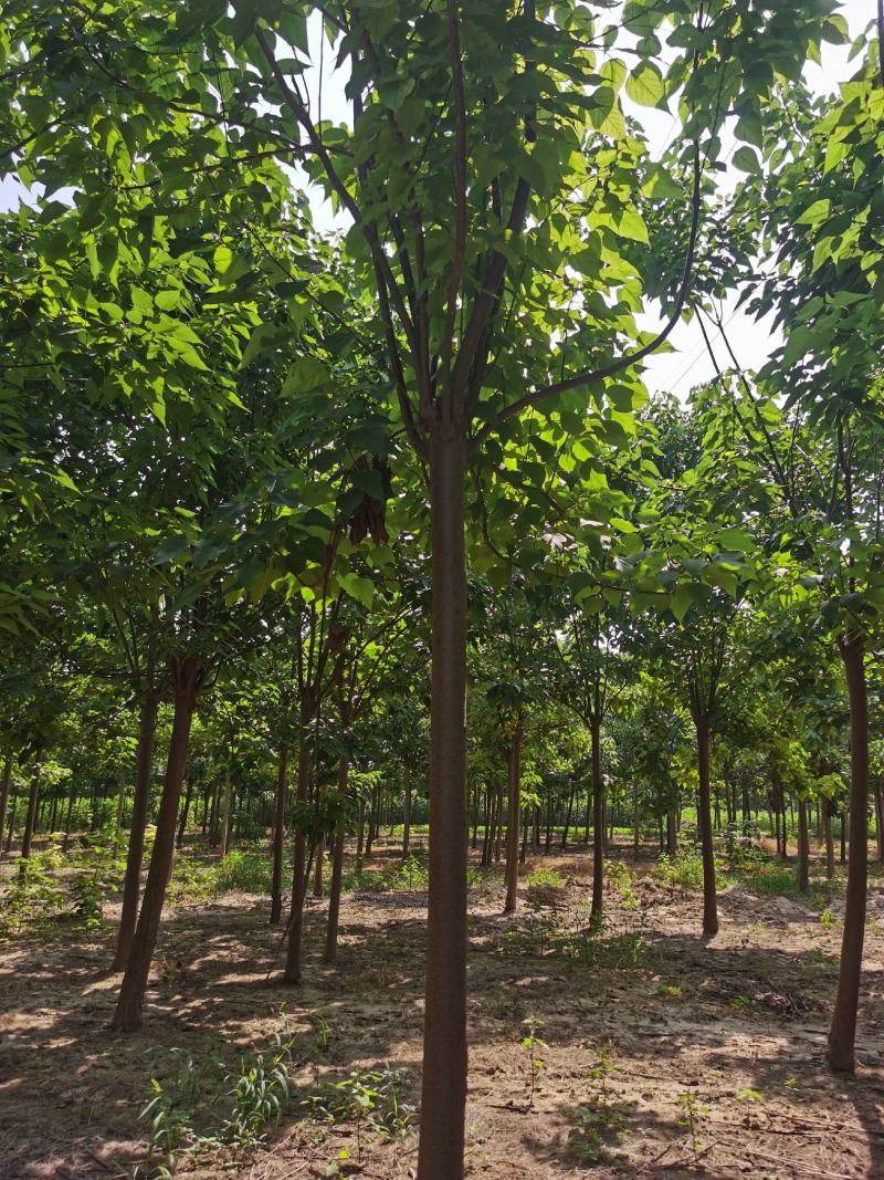 楸树苗【基地自供苗木】价格优惠，规格齐全