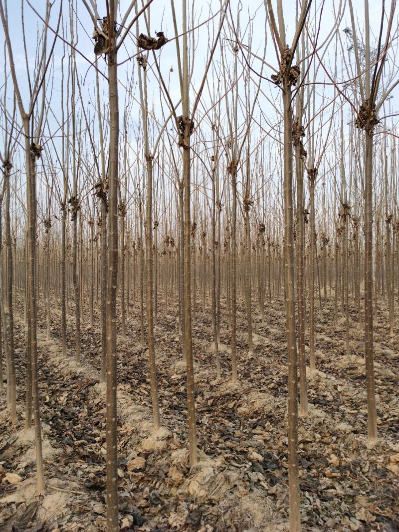 楸树苗【基地自供苗木】价格优惠，规格齐全