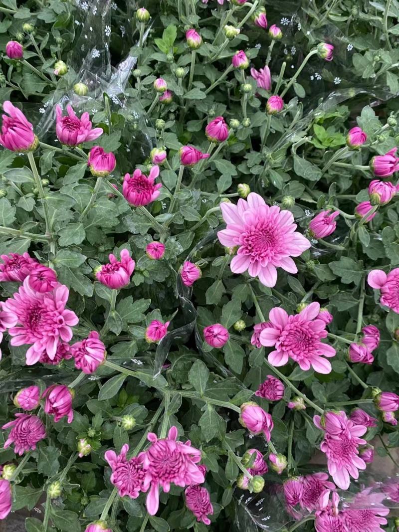 四川温江苗圃基地货本地荷兰菊，各种规格，货源充足基地直销