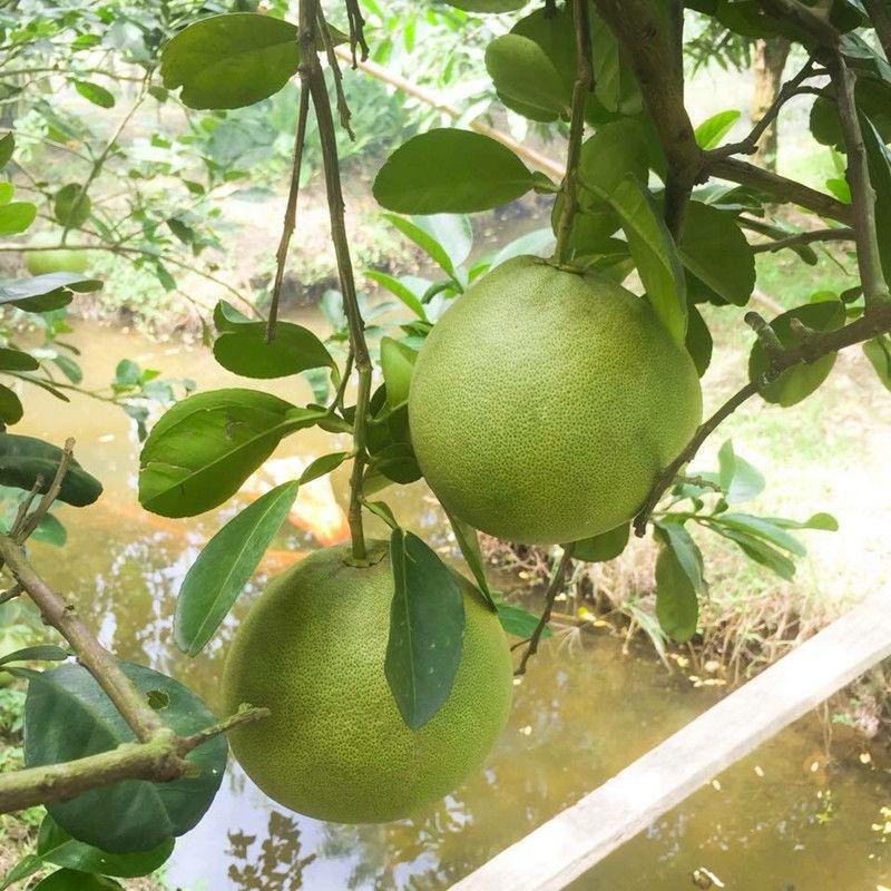 泰国红宝石柚子苗青柚苗产地直发长期技术指导死苗补