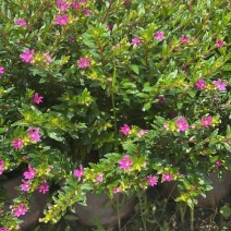 满天星雪茄花自家基地苗圃货规格齐全量大从优