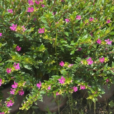 满天星雪茄花自家基地苗圃货规格齐全量大从优