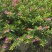 满天星雪茄花自家基地苗圃货规格齐全量大从优