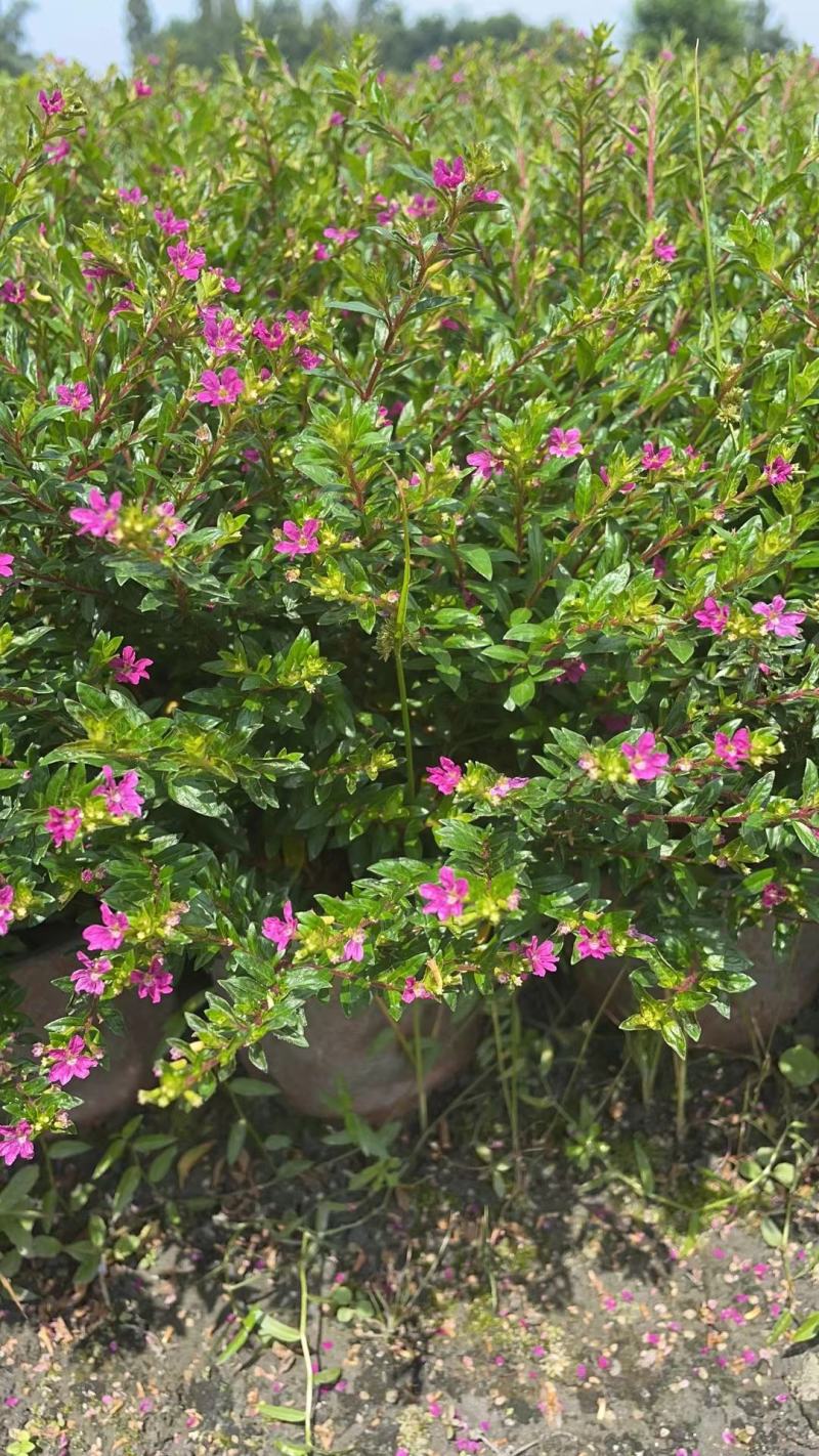 满天星雪茄花自家基地苗圃货规格齐全量大从优