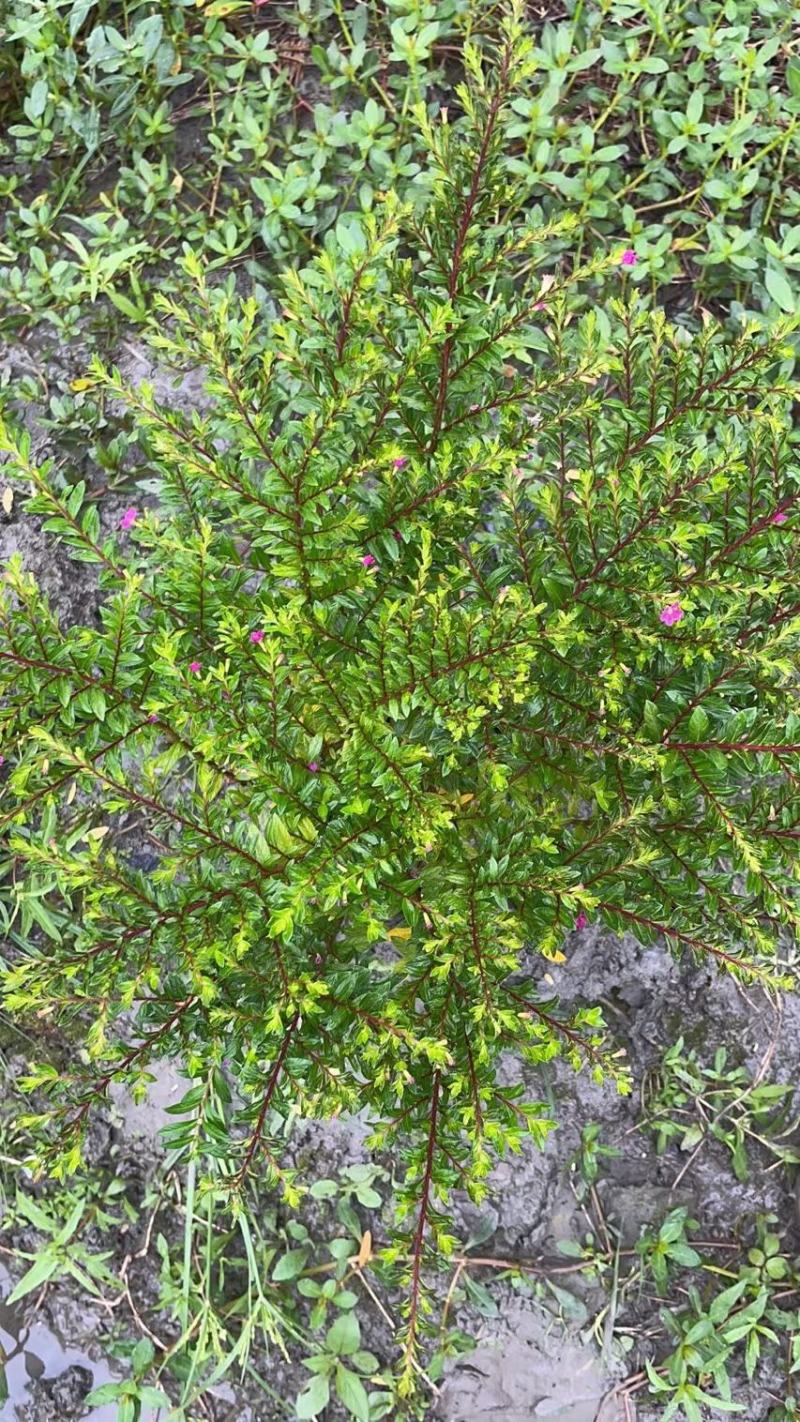 满天星雪茄花自家基地苗圃货规格齐全量大从优