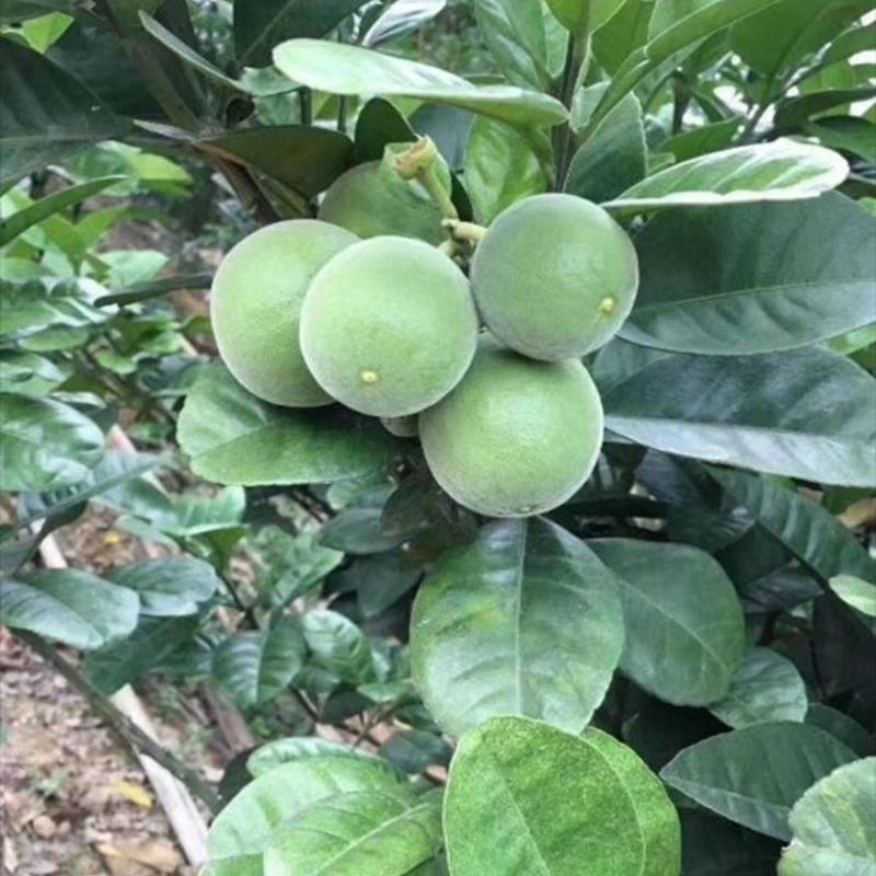 泰国红宝石柚子苗青柚苗产地直发长期技术指导死苗补