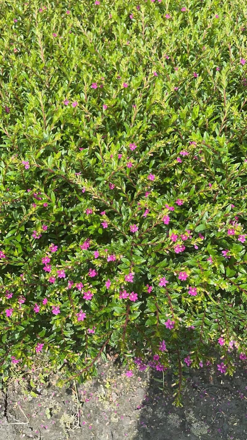 满天星雪茄花自家基地苗圃货规格齐全量大从优