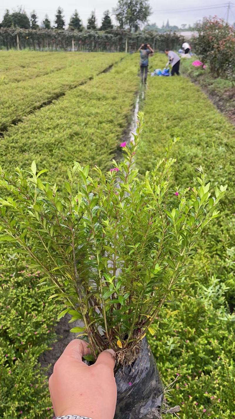 满天星雪茄花自家基地苗圃货规格齐全量大从优