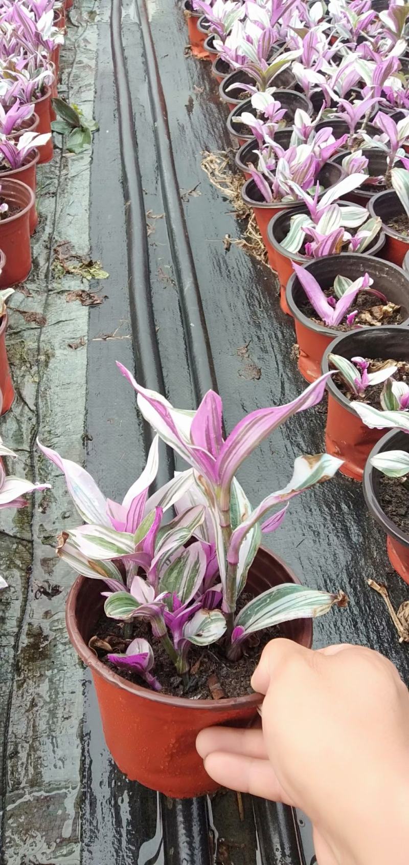 四川成都温江区油花吊兰，吊竹梅质量保证，基地货欢迎选购！