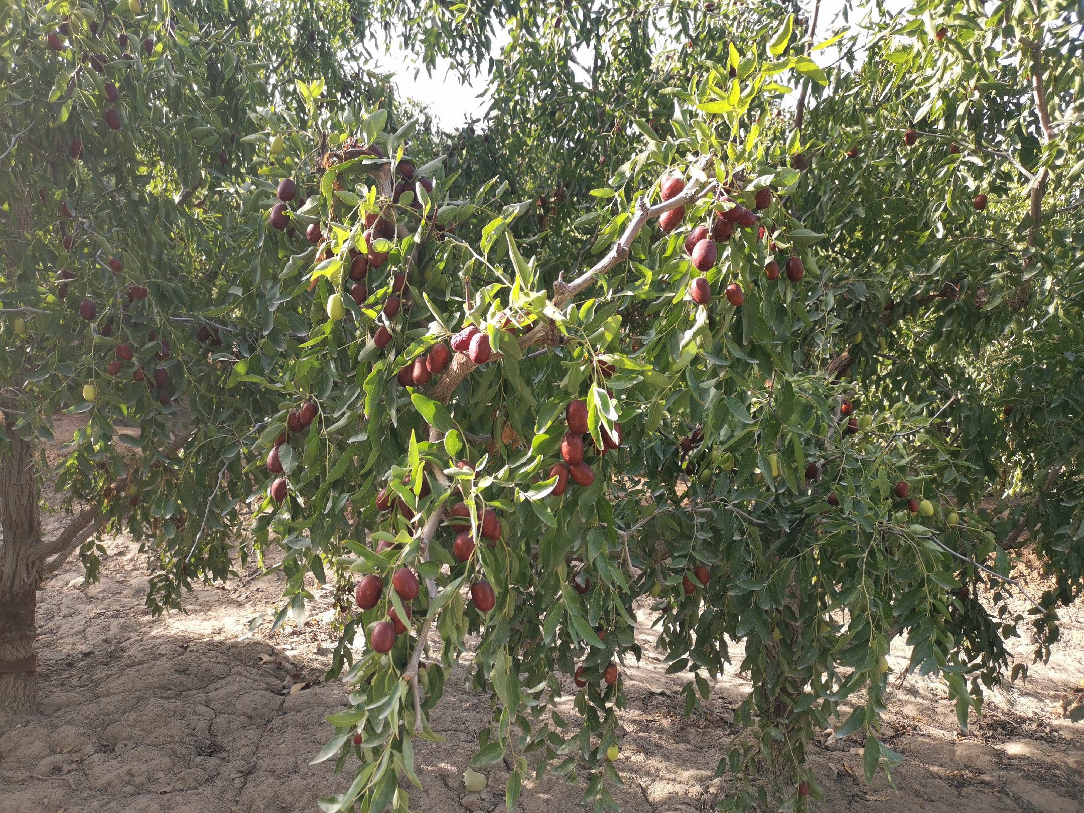 展示新疆地区红西梅果园的自然生长环境 红西梅果园实景图