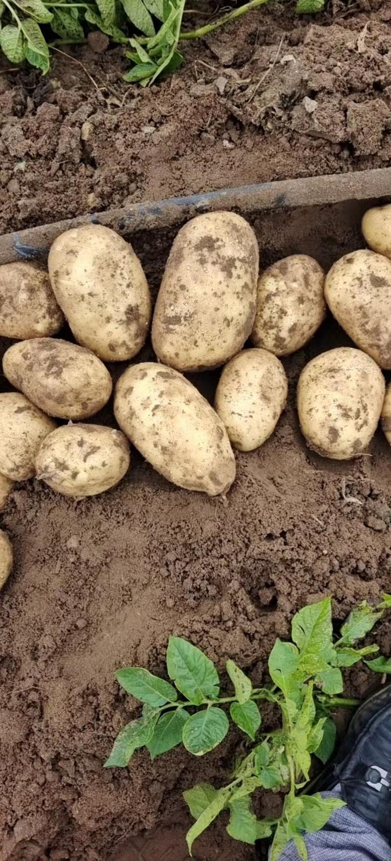 河南土豆希森沃土V7实验1号土豆黄金薯品种全以质论价