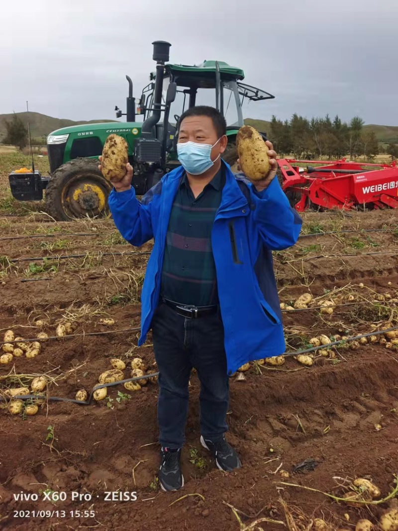 河北土豆沃土，欢迎新老客户。