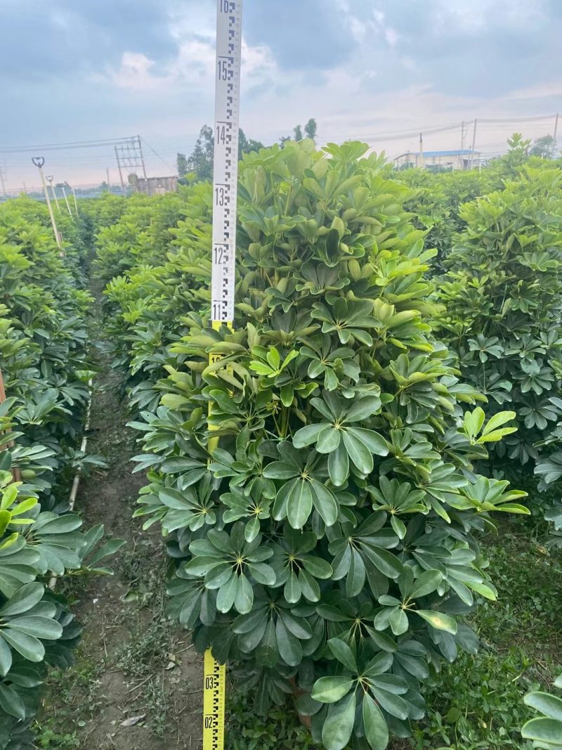 鸭脚木