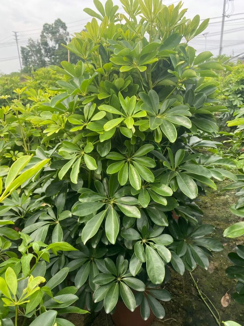 鸭脚木