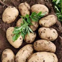 精品V7土豆产地直供品种齐全质量廉价货真价实