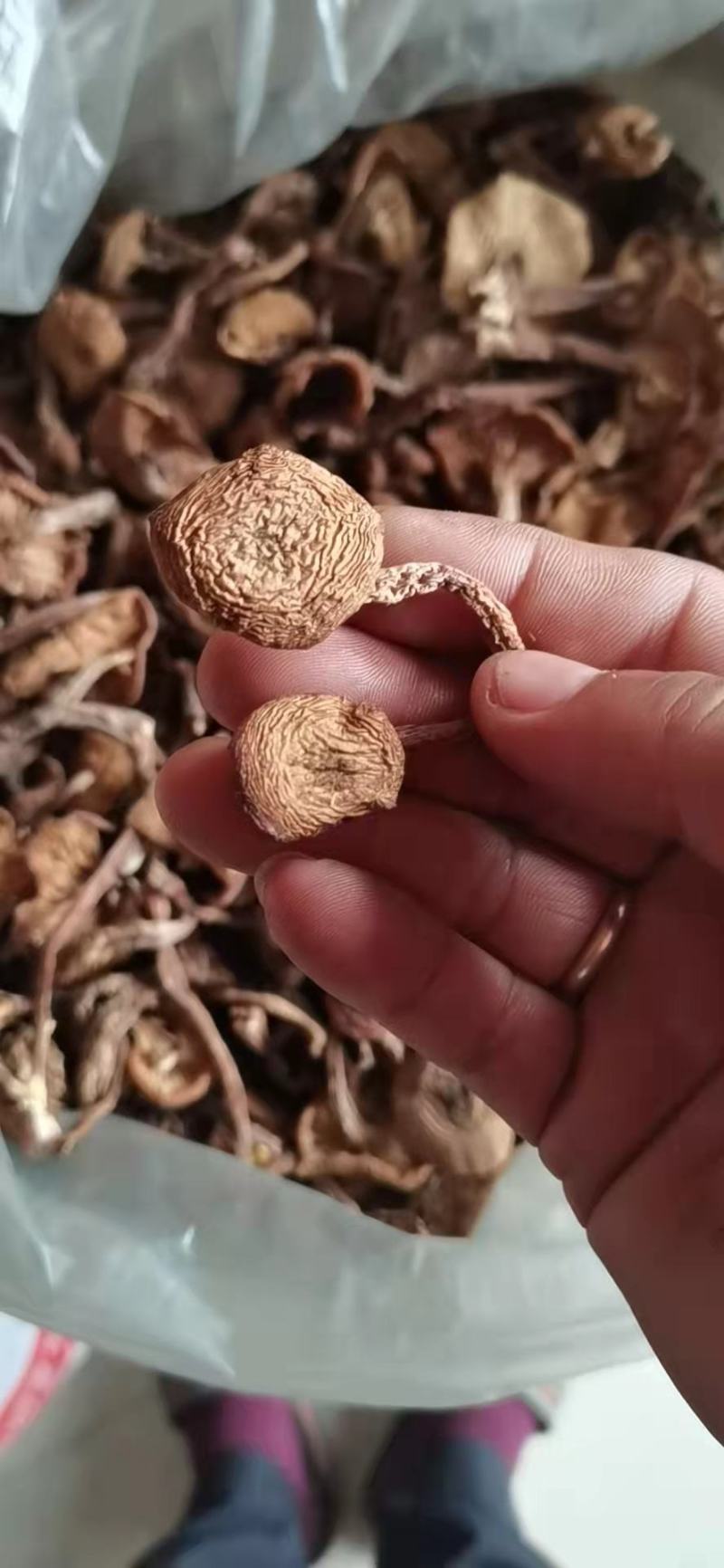 产地新货烘干货野生东北榛蘑（草蘑）秋板