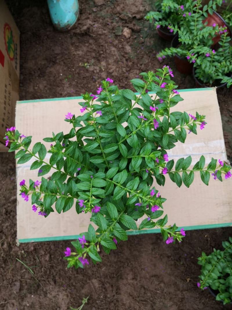 欧石竹，各类宿根地被，时令草花，货源充足