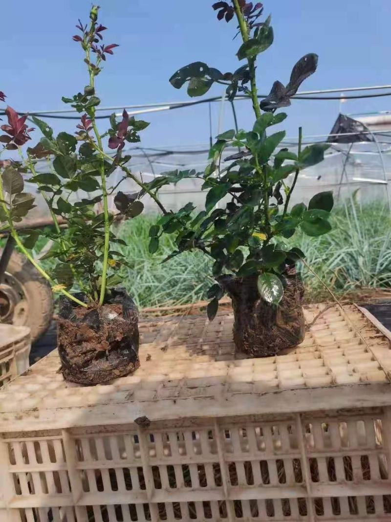 欧石竹，各类宿根地被，时令草花，货源充足