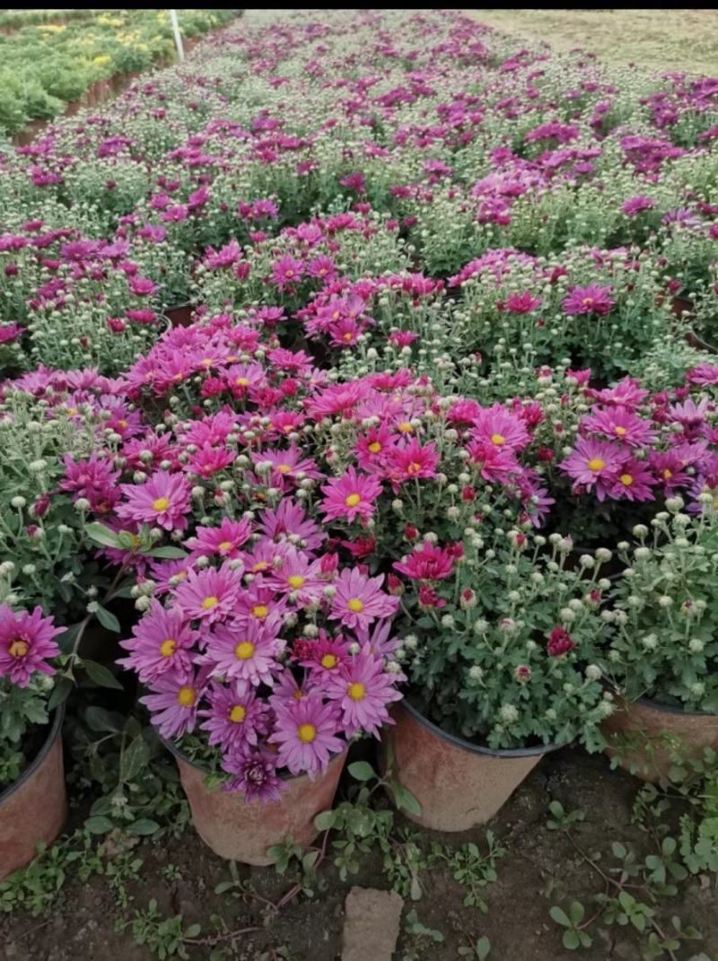 欧石竹，各类宿根地被，时令草花，货源充足