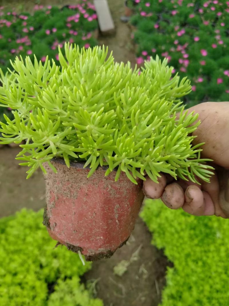 欧石竹，各类宿根地被，时令草花，货源充足