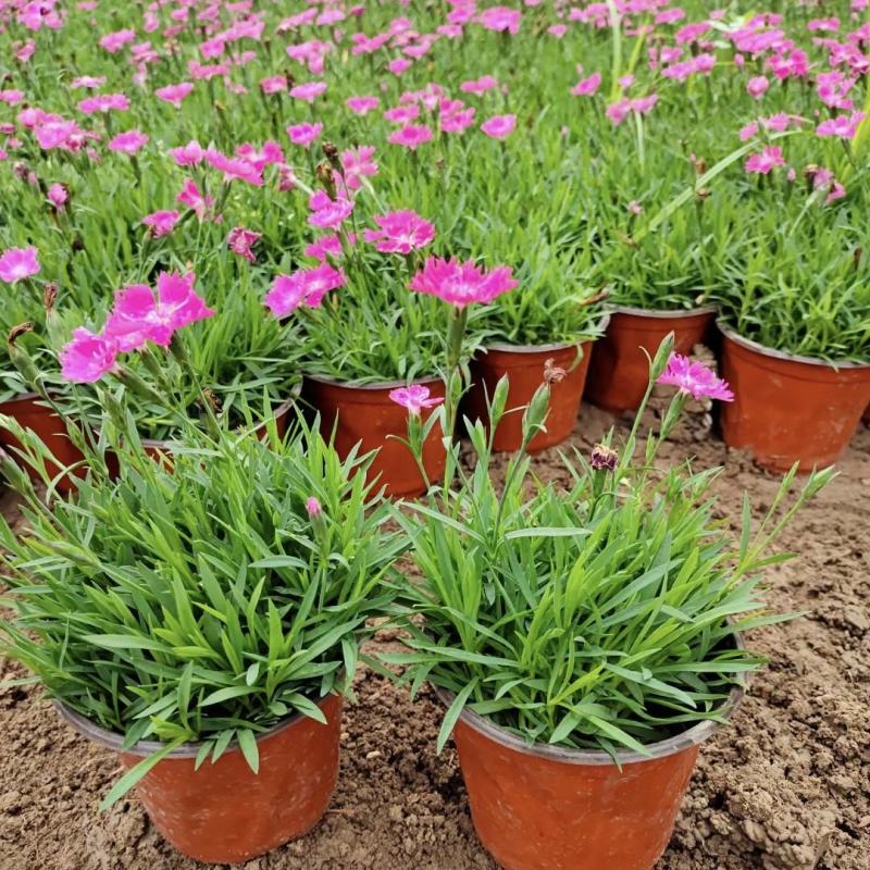 欧石竹，各类宿根地被，时令草花，货源充足