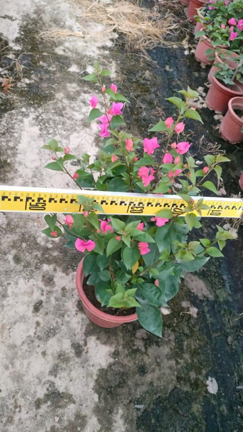 三角梅，勒杜鹃，观赏植物，基地直销，价格实惠，