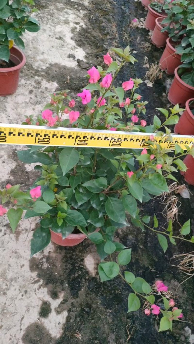 三角梅，勒杜鹃，观赏植物，基地直销，价格实惠，