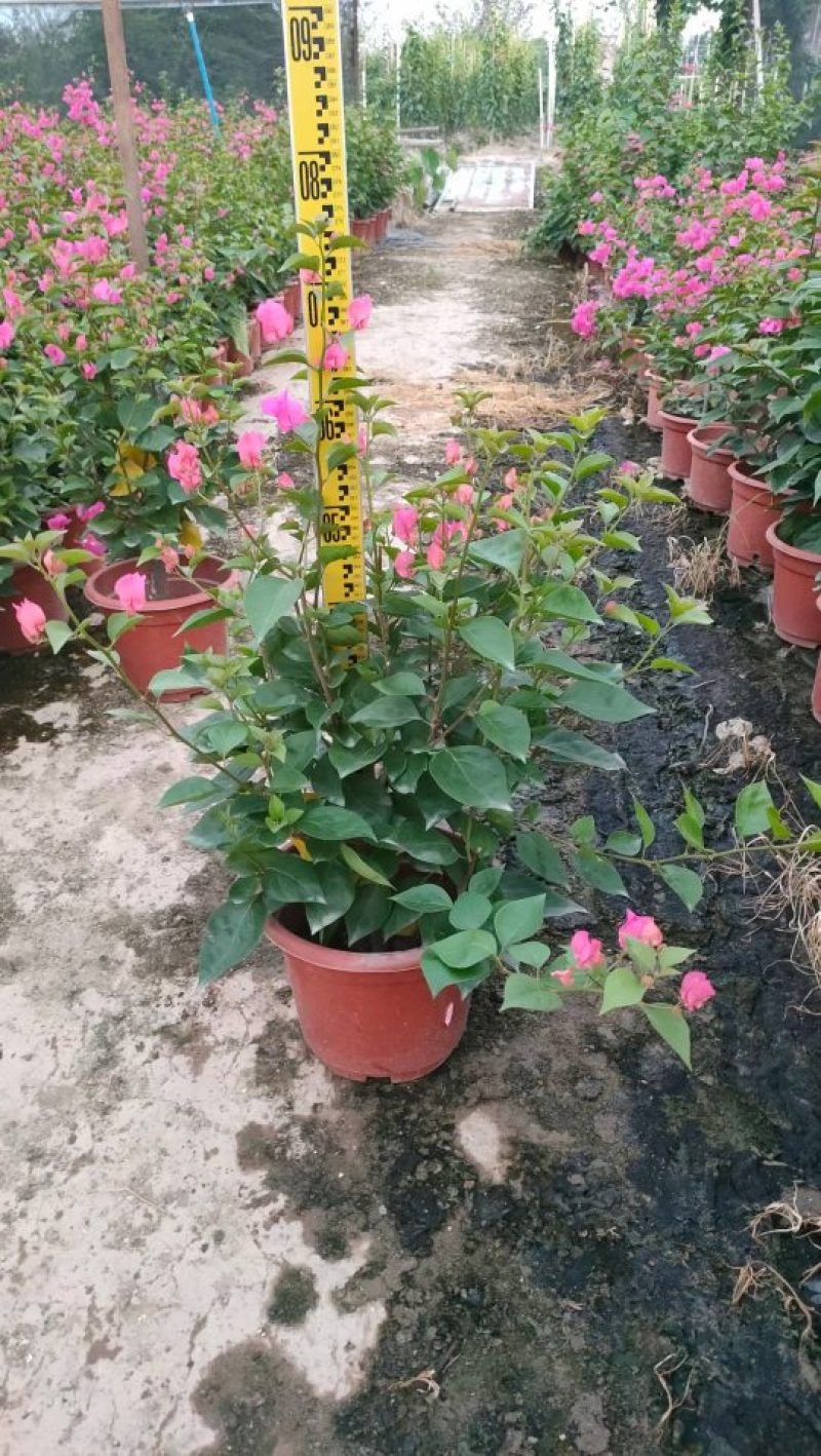 三角梅，勒杜鹃，观赏植物，基地直销，价格实惠，