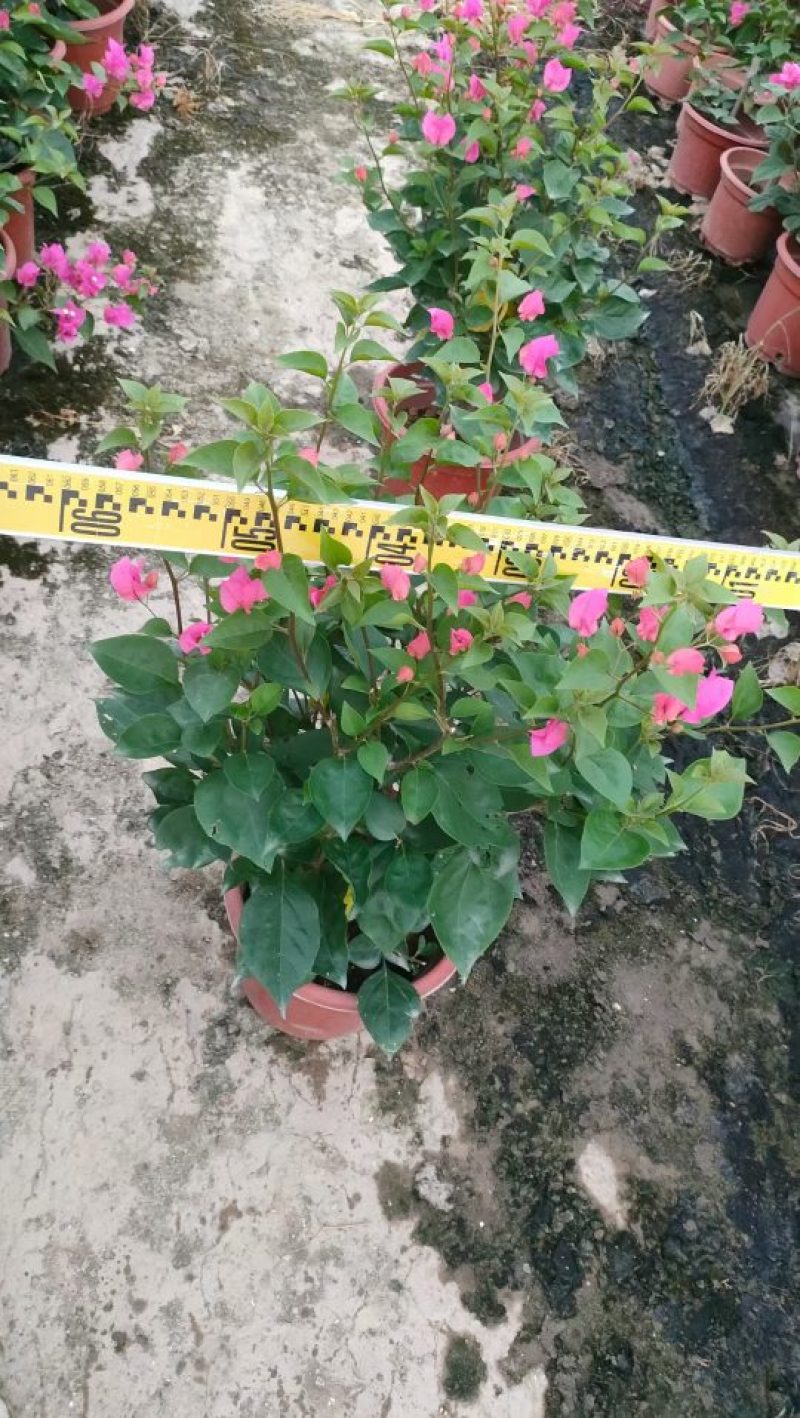 三角梅，勒杜鹃，观赏植物，基地直销，价格实惠，