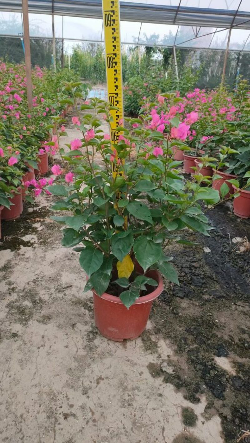 三角梅，勒杜鹃，观赏植物，基地直销，价格实惠，