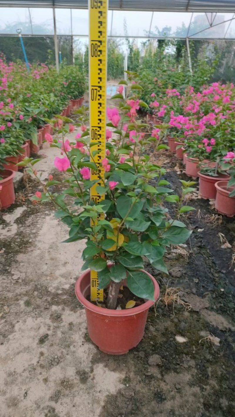 三角梅，勒杜鹃，观赏植物，基地直销，价格实惠，