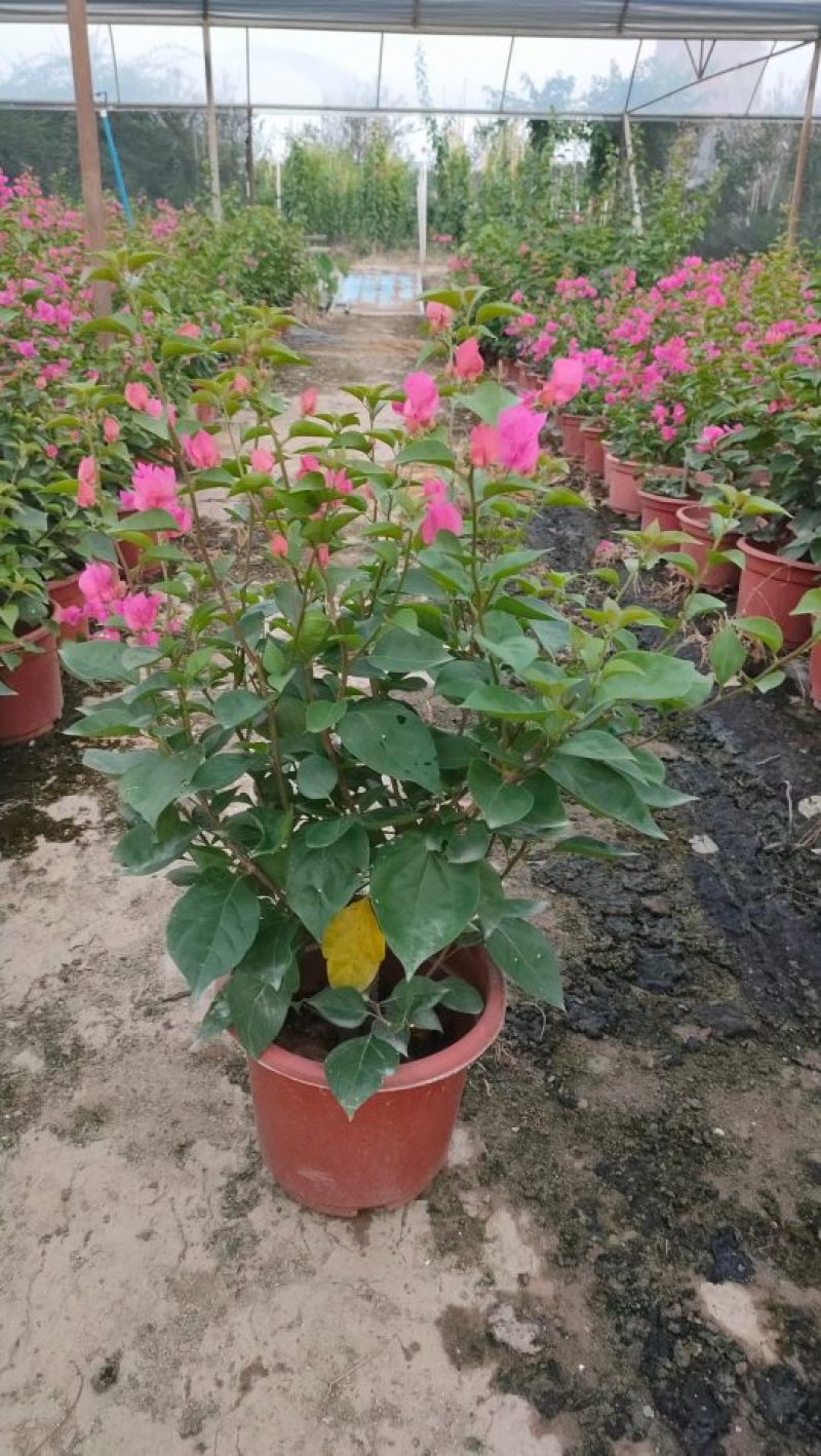 三角梅，勒杜鹃，观赏植物，基地直销，价格实惠，