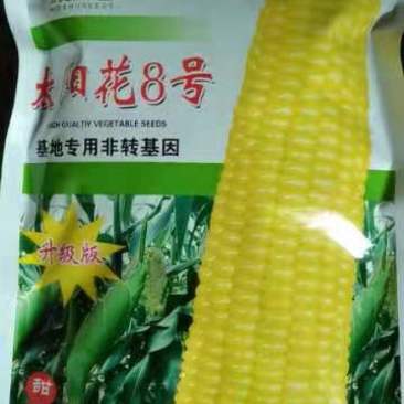 太阳花8号甜玉米种子，产量高市场好销，抗病能力强