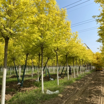 10公分金叶白蜡苗圃直销10/11/12公分金叶白蜡