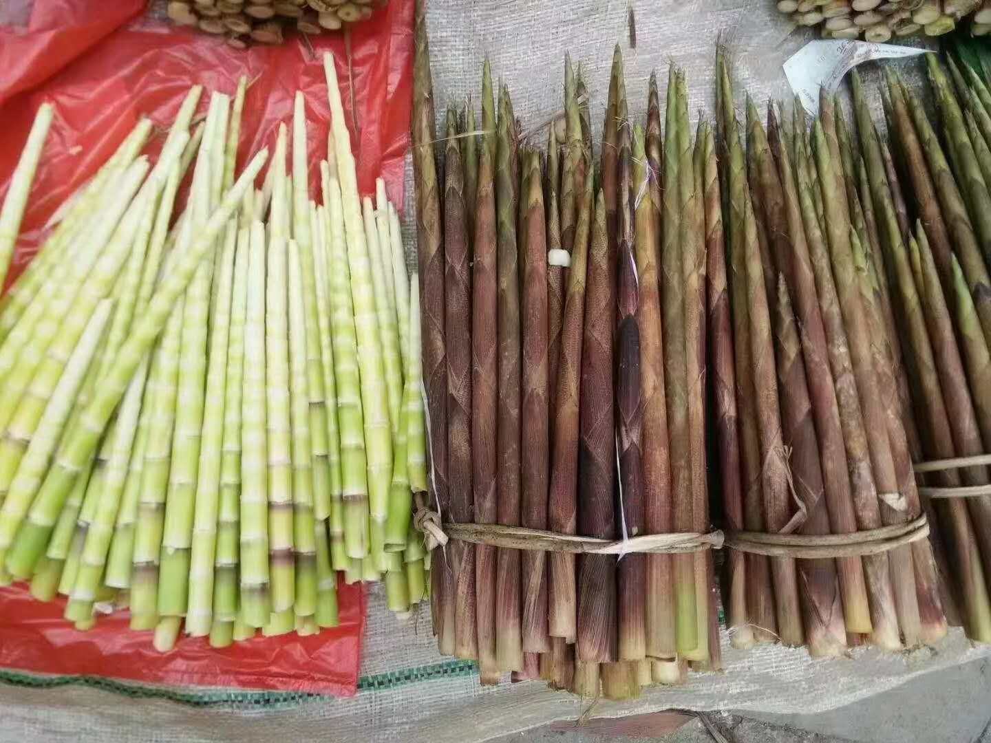 山竹与山芹对比图