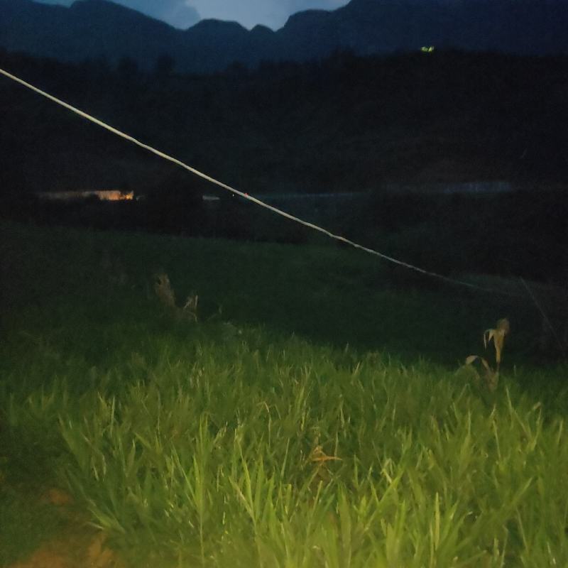 贵州本地二黄姜