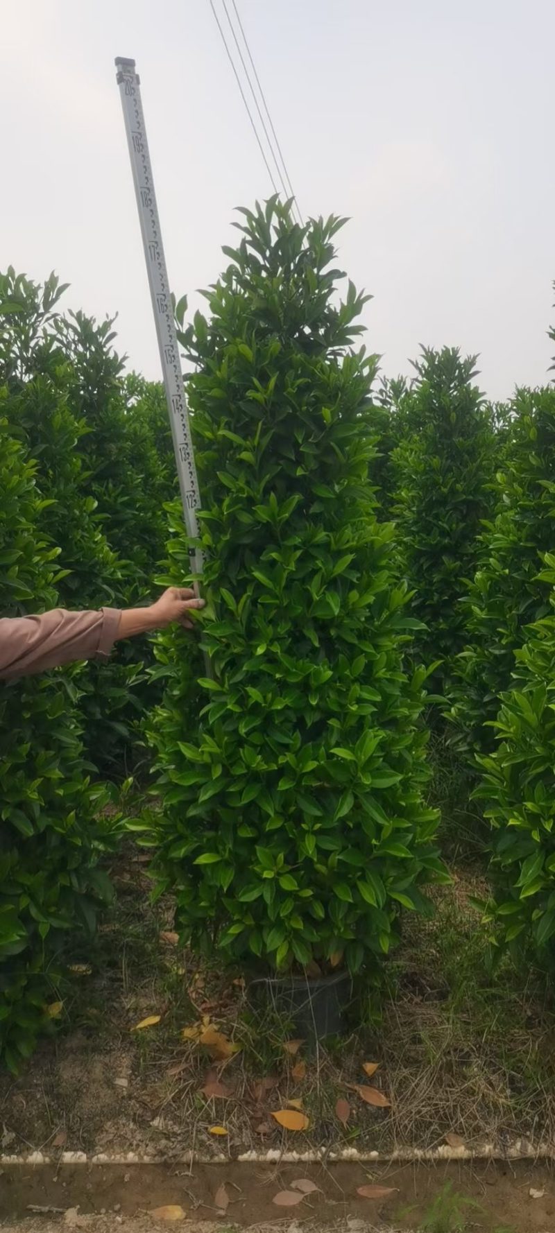 非洲茉莉